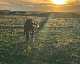Könnte beinhalten: Ein braunes Fohlen steht während eines goldenen Sonnenuntergangs auf einer grasbewachsenen Wiese. Die Szene zeigt hügelige Landschaften unter einer hellen Sonne, mit dem Text THE WORN LOOP CO. Photography in der unteren linken Ecke.