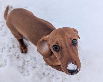 Könnte beinhalten: Ein brauner Dackel mit kurzem Fell steht auf einer weißen Schneefläche und blickt mit großen, dunklen Augen nach oben. Auf der schwarzen Nase befindet sich ein kleiner Fleck aus weißem Schnee. Der Text THE WORN LOOP CO. Photography ist zu sehen.