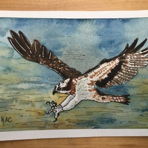 Diving Osprey - Original Small Watercolor Bird Painting - 5x7&quot; Watercolor and Pen Nature Art - Watercolor Bird Art - Bird of Prey Art