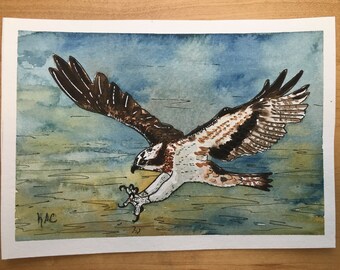 Diving Osprey - Original Small Watercolor Bird Painting - 5x7" Watercolor and Pen Nature Art - Watercolor Bird Art - Bird of Prey Art