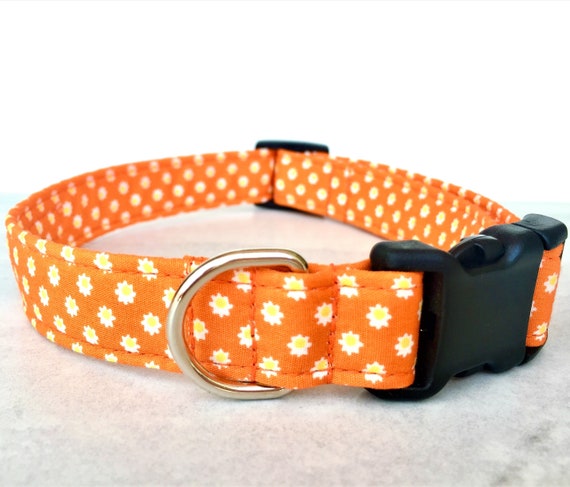 cute girl dog collars