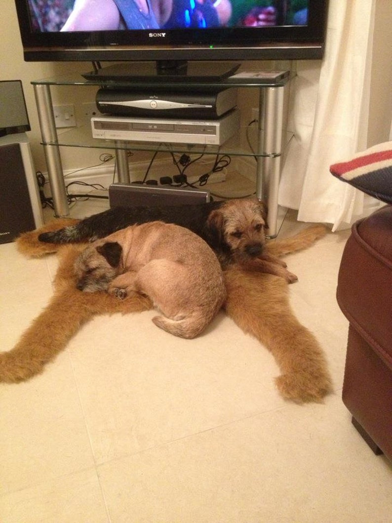Border Terrier Rug Dog Rug Fur Rug Rug Pet Animal Shaped Etsy UK
