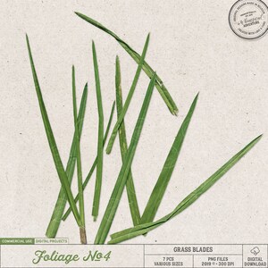 Folhas de grama, raminhos, vegetação, kits para áreas externas, elementos de scrapbook digital, uso comercial OK, download digital, grama verde, folhagem, natureza