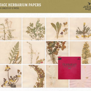 Plantes pressées, album d'herbier, fleurs séchées, toile de fond numérique, téléchargement immédiat, paquet de papier, cliparts bois, créations artisanales, scrapbooking image 2