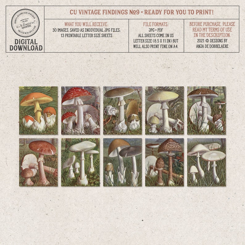 Vintage Woodland Mushrooms, Field Guide, Printable French Ephemera, Commercial Use OK, Digital Download image 5