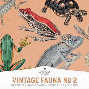 Vintage Reptiles And Frogs, Natural History Engravings, Antique Amphibians, Chameleon And Lizard Clipart, For Commercial Use