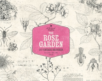 Rose Garden - Digital Stamps - Botanical Illustration - Vintage Photoshop Brushes - Instant Download