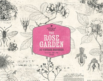 Rose Garden - Digital Stamps - Botanical Illustration - Vintage Photoshop Brushes - Instant Download