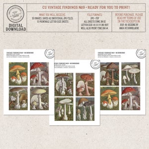 Vintage Woodland Mushrooms, Field Guide, Printable French Ephemera, Commercial Use OK, Digital Download image 7