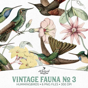 Arte vintage di colibrì, clipart di uccelli tropicali per uso commerciale, illustrazioni di storia naturale di Trochilidae