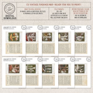 Vintage Woodland Mushrooms, Field Guide, Printable French Ephemera, Commercial Use OK, Digital Download image 6
