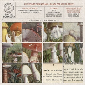 Vintage Woodland Mushrooms, Field Guide, Printable French Ephemera, Commercial Use OK, Digital Download image 8