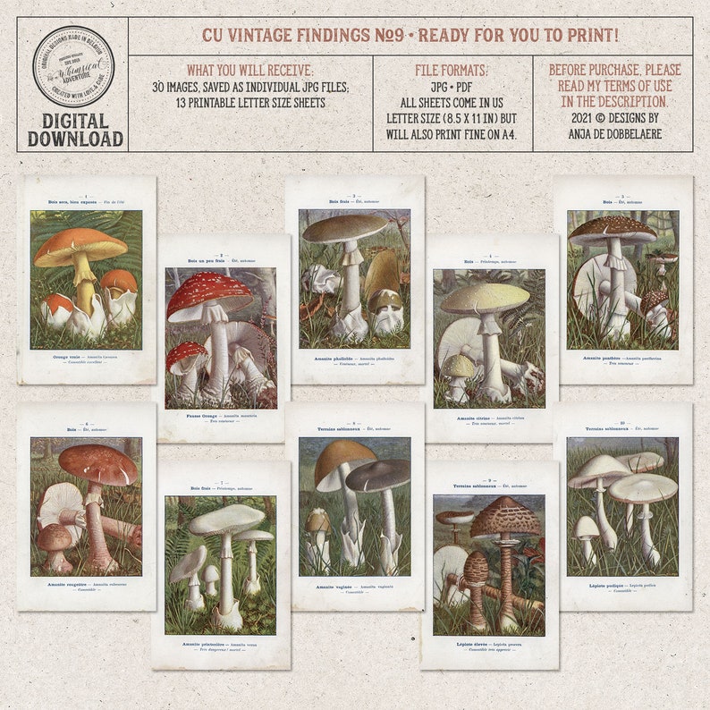 Vintage Woodland Mushrooms, Field Guide, Printable French Ephemera, Commercial Use OK, Digital Download image 3