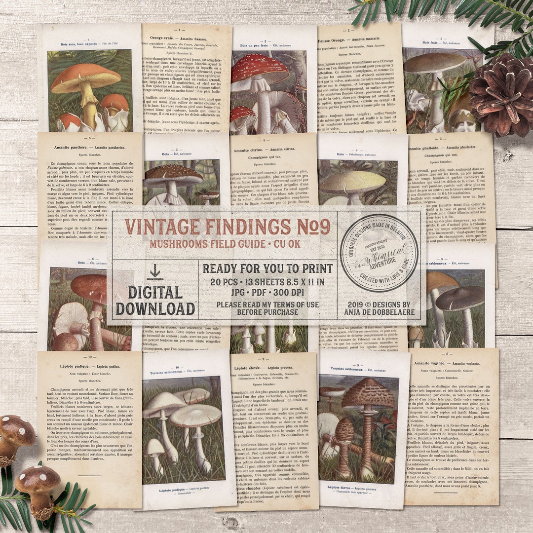 Vintage Woodland Mushrooms, Field Guide, Printable French Ephemera ...