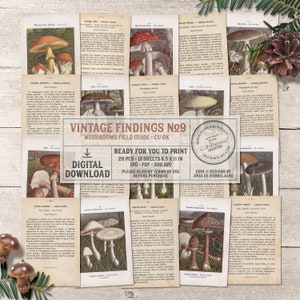 Vintage Woodland Mushrooms, Field Guide, Printable French Ephemera, Commercial Use OK, Digital Download image 1