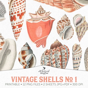 Antique Seashells, Printable Vintage Shells, Fussy Cut Images, Natural ...