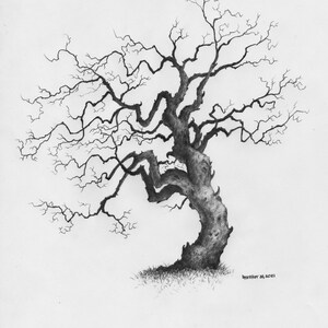 Original Pencil Sketch of Tree part of a large art series, Tree Drawing, Wall Art. Home Decor, Framed and Matted. Owentree Studios