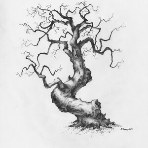Original Pencil Sketch of Tree part of a large art series, Tree Drawing, Wall Art. Home Decor, Framed and Matted. Owentree Studios