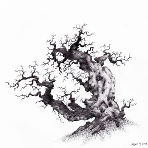 Original Pencil Sketch of Tree part of a large art series, Tree Drawing, Wall Art. Home Decor, Framed and Matted. Owentree Studios