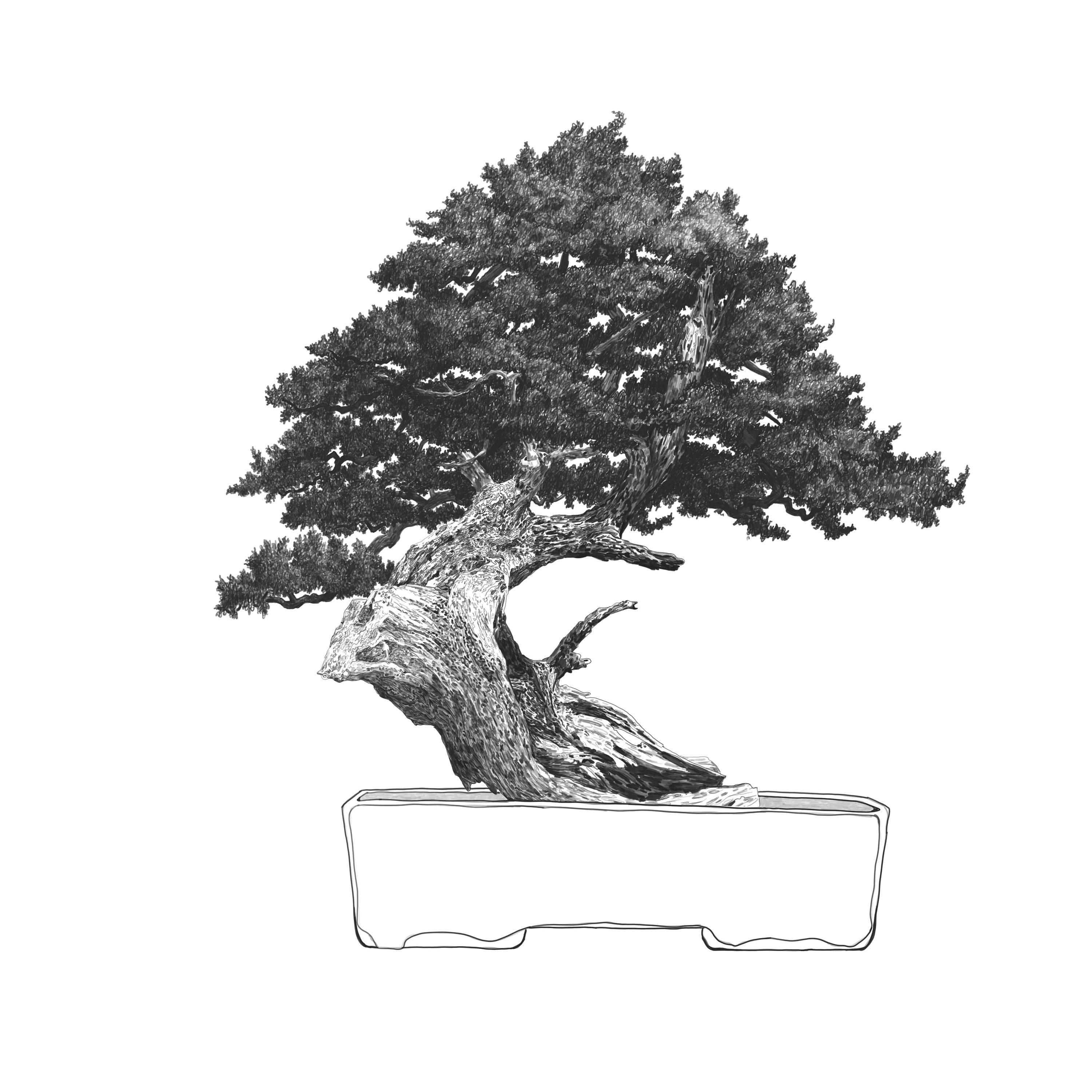 Bonsai Tree Digital download Print