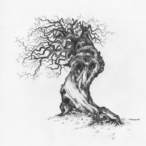 Original Pencil Sketch of Tree part of a large art series, Tree Drawing, Wall Art. Home Decor, Framed and Matted. Owentree Studios