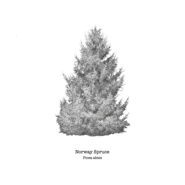 Norway Spruce Tree Digital download Print