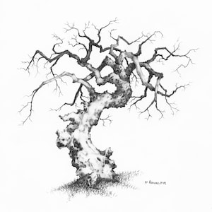 Original Pencil Sketch of Tree part of a large art series, Tree Drawing, Wall Art. Home Decor, Framed and Matted. Owentree Studios