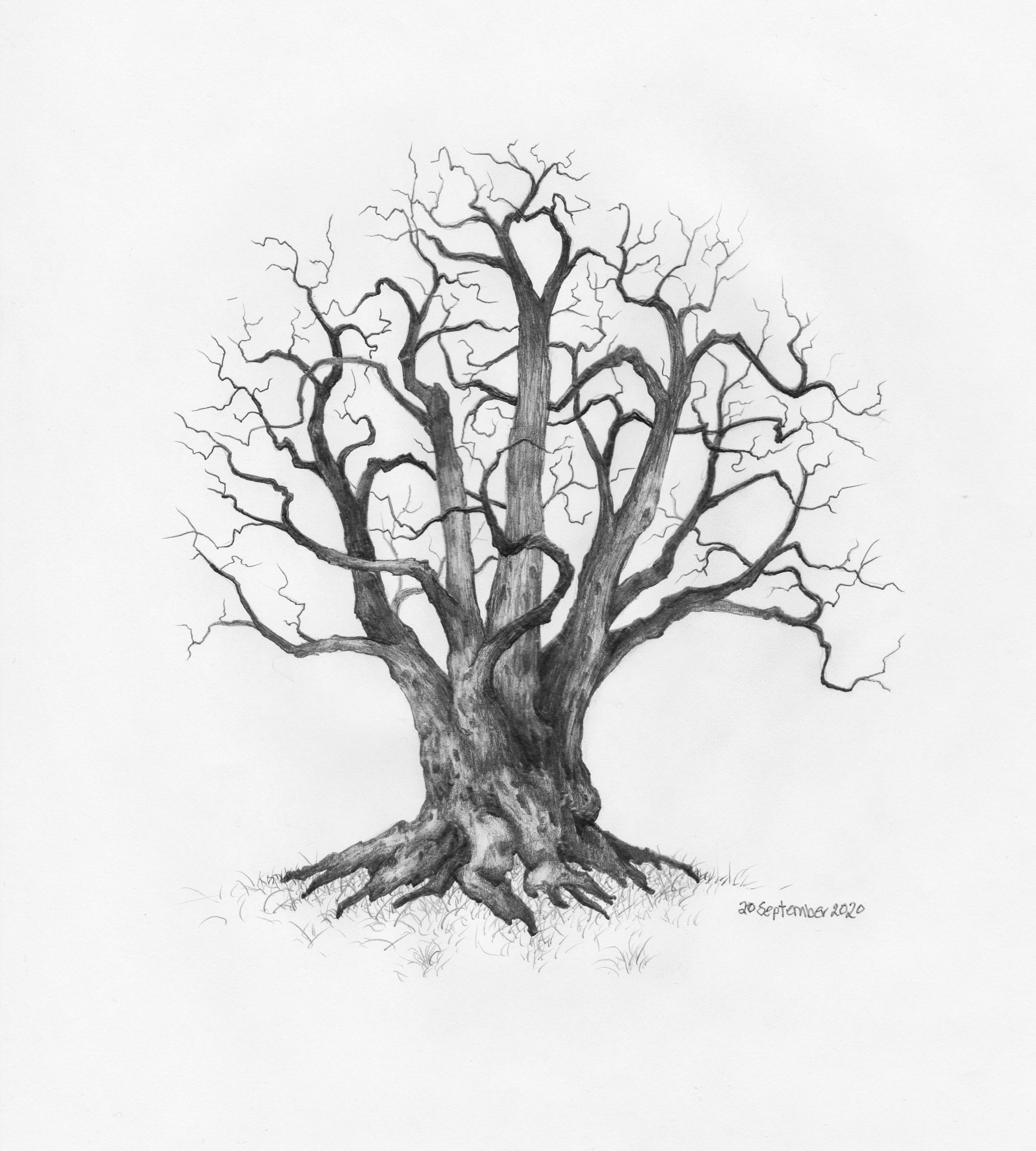 Original Pencil Sketch of Tree Part of a Large Art Series Tree