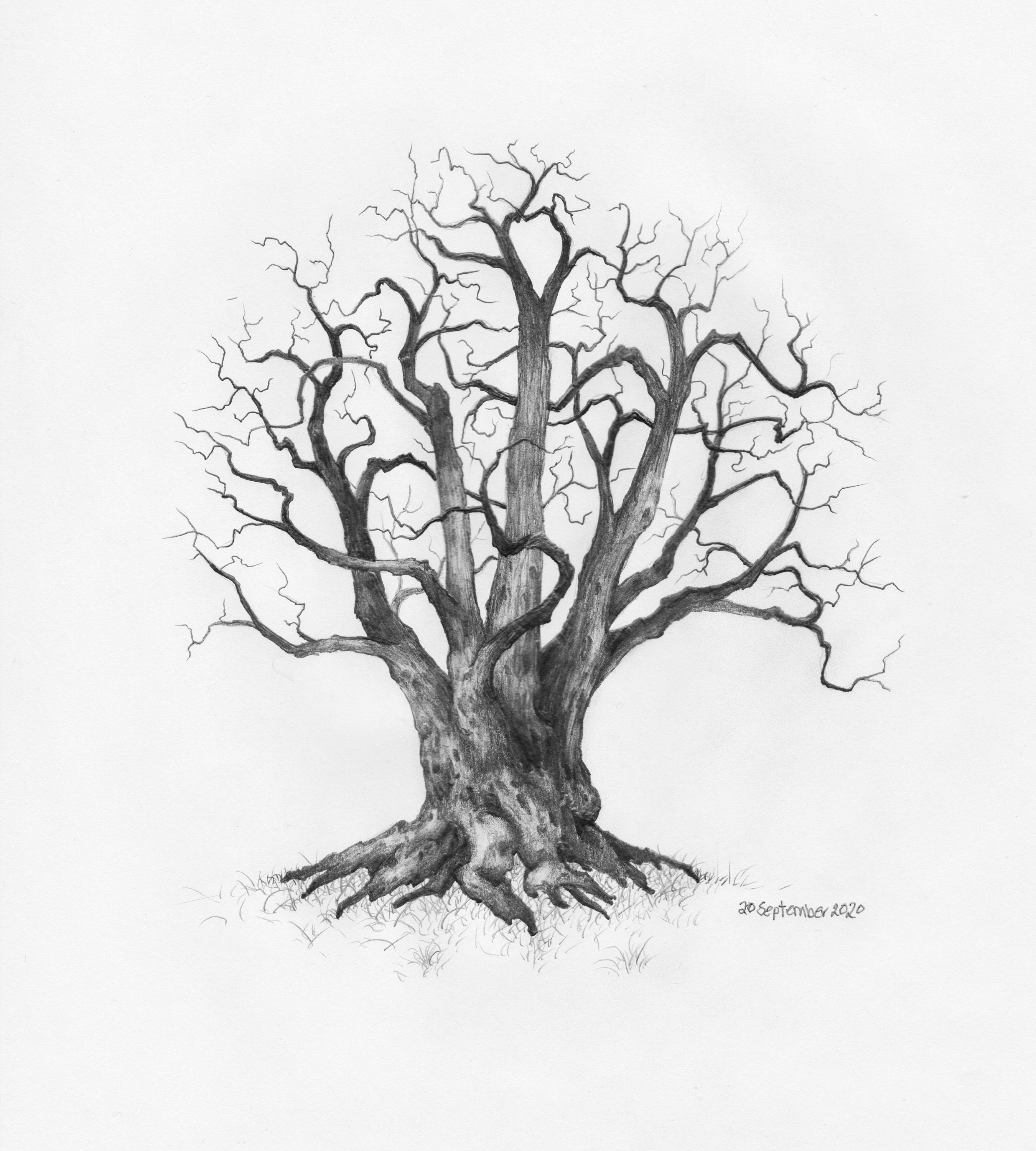 Pencil Drawing of Trees  Fine Art Blogger