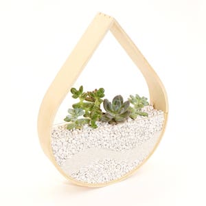 Raindrop Planter Terrarium Bent Wood image 1