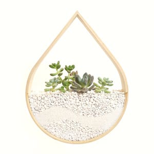 Raindrop Planter Terrarium Bent Wood image 2