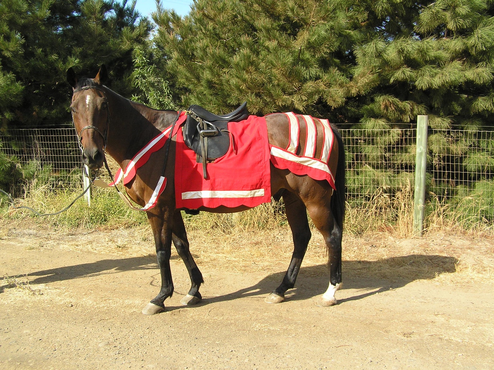 PDF Medieval Horse Costume Pattern With Breeching and NARROW Etsy