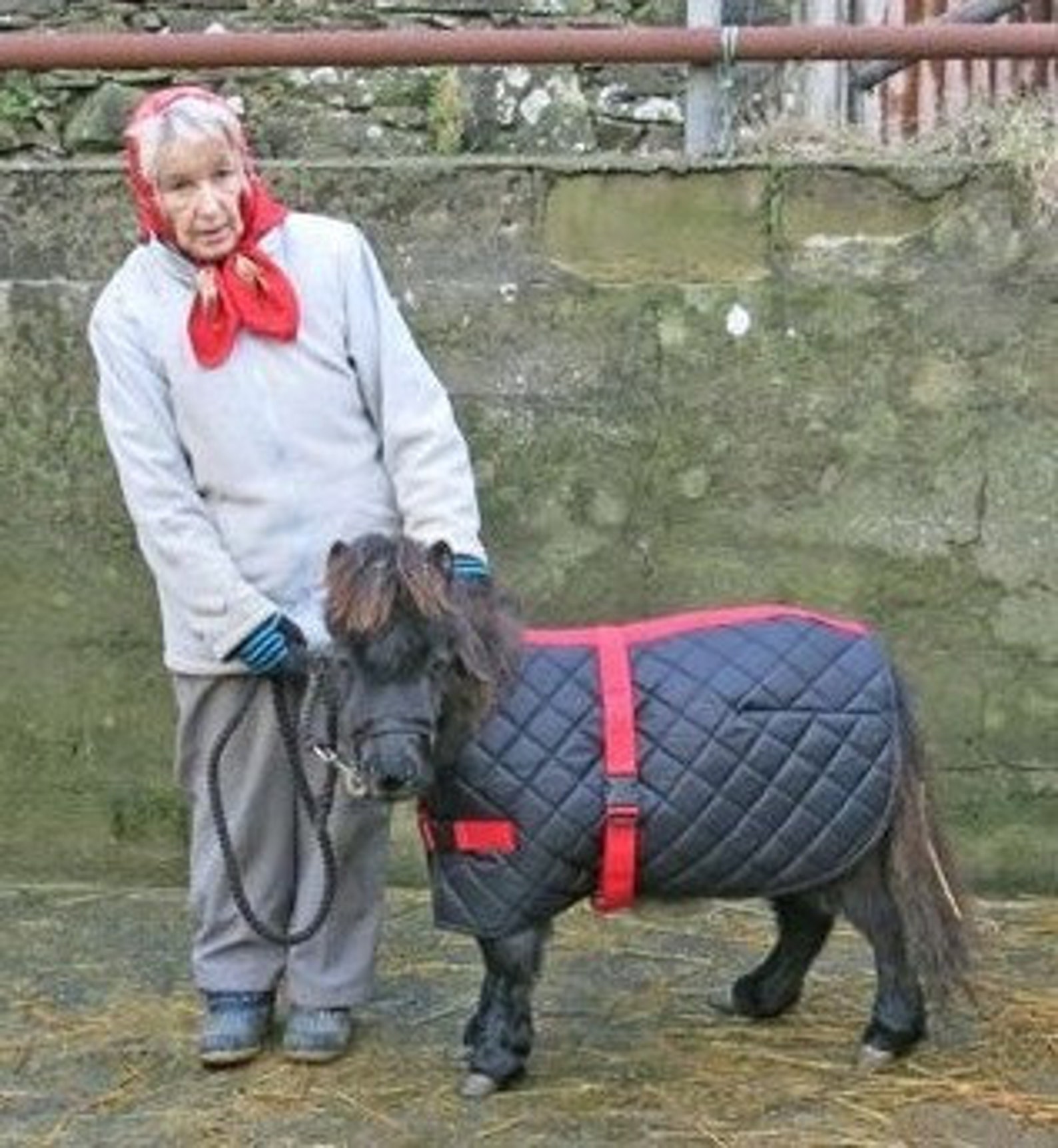 PDF Small Miniature Horse Blanket/Sheet Pattern Etsy