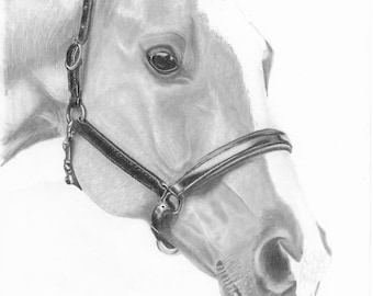 Original Pencil Horse Drawing