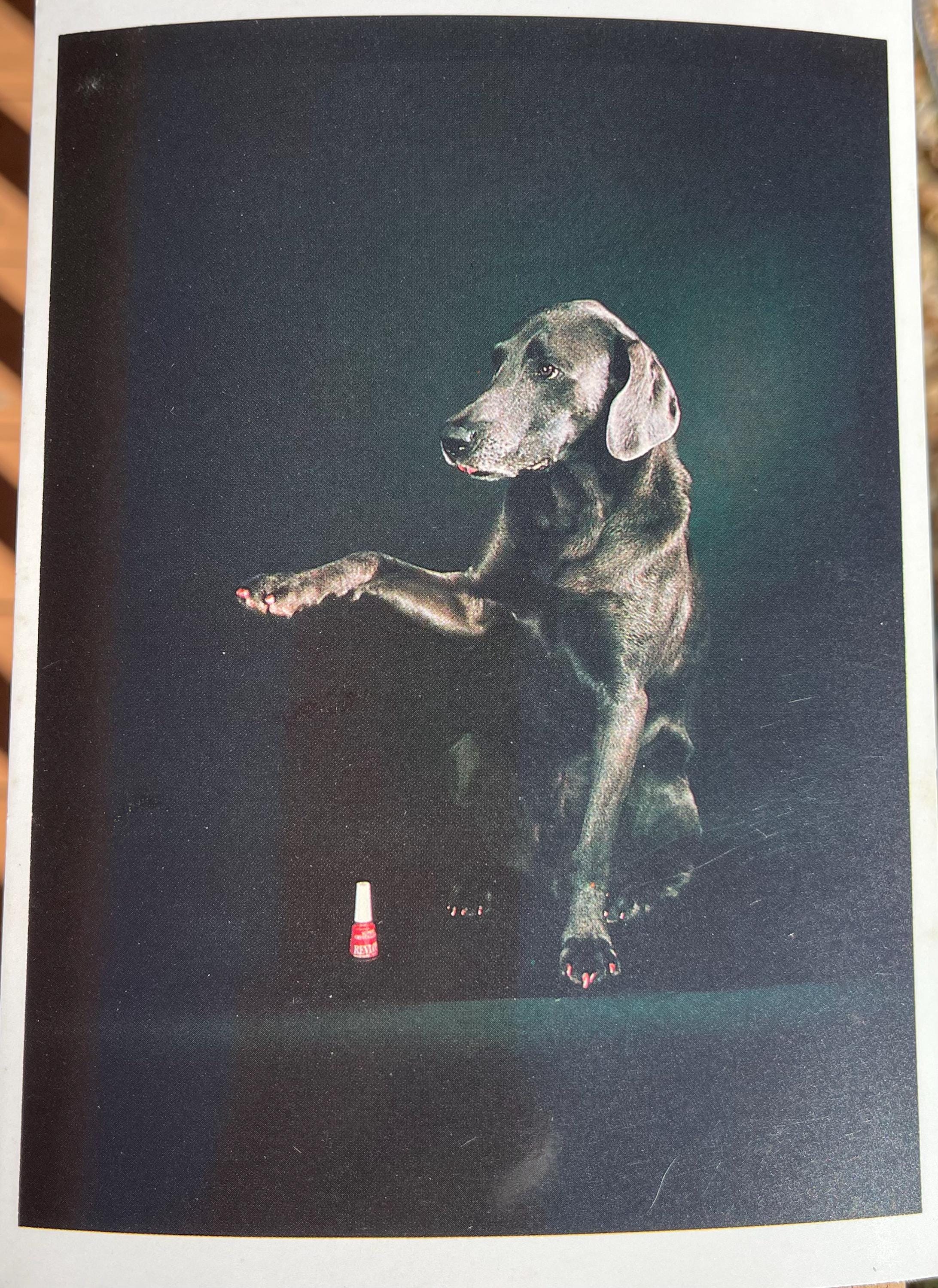 William Wegman Post Cards - Etsy