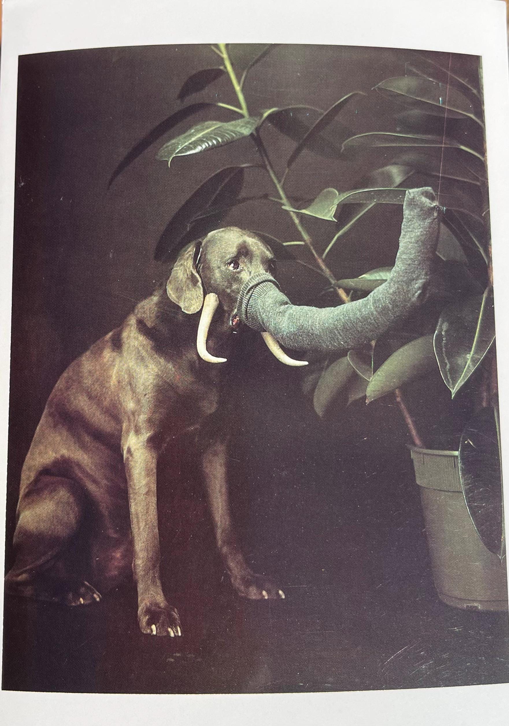 William Wegman Post Cards - Etsy