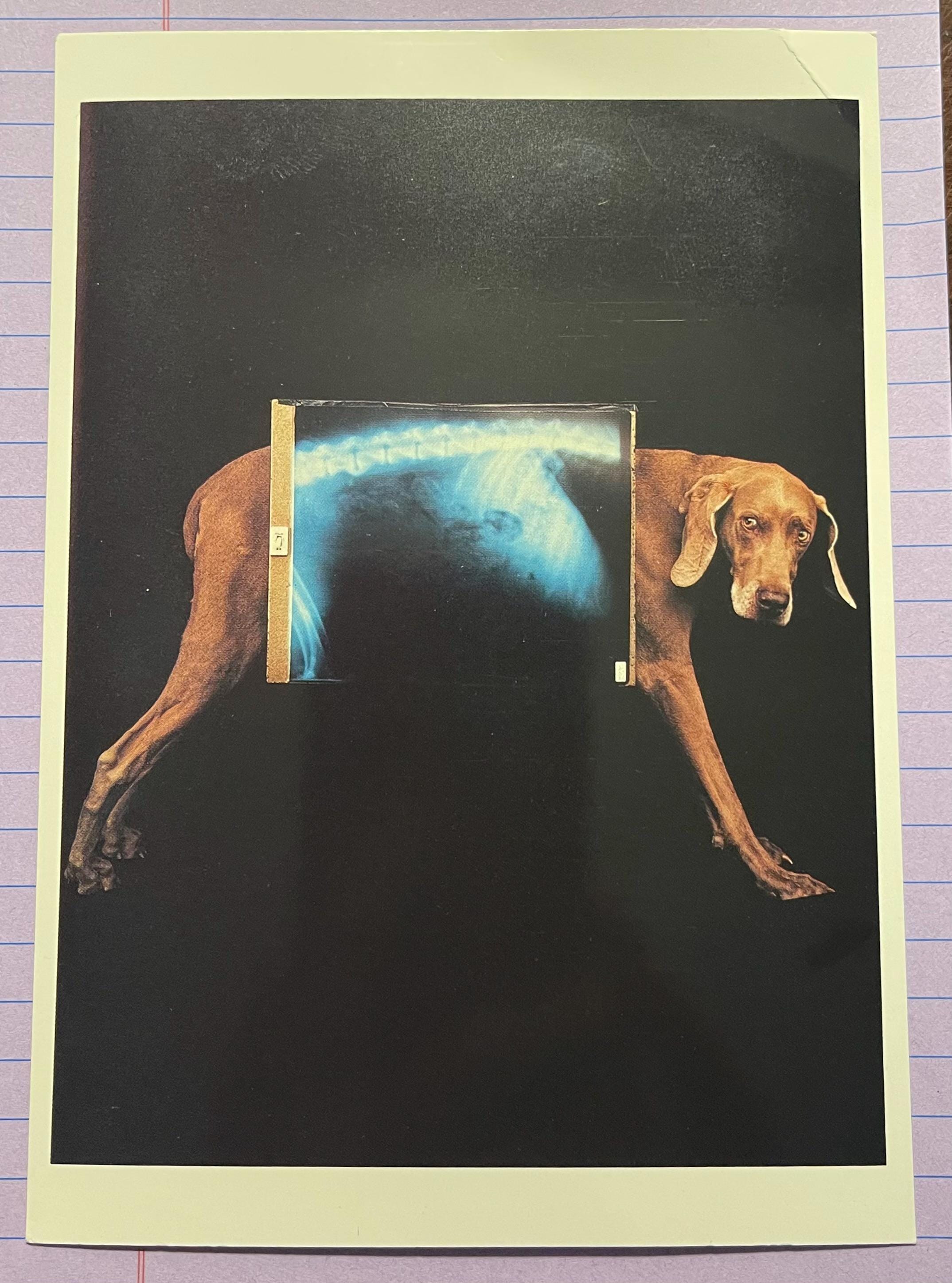 William Wegman Post Cards - Etsy