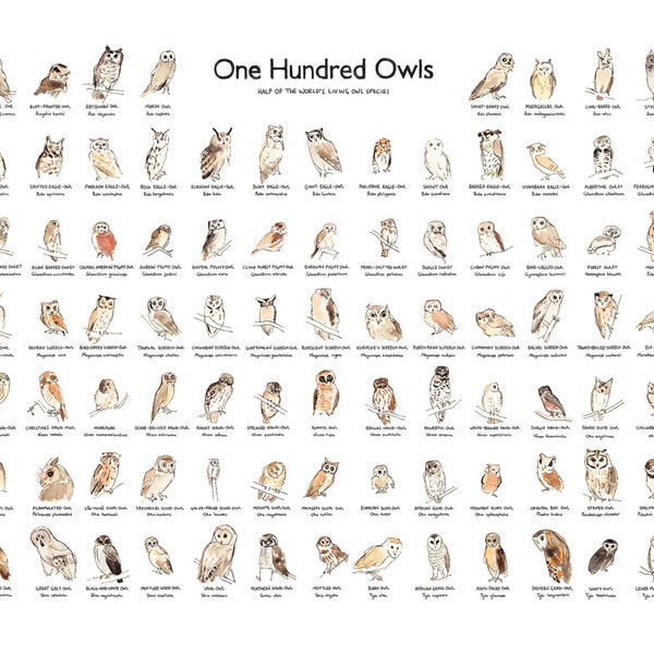 Owl Illustration, Owl Species Poster, Art Print, A2 Giclee Print of 100 Owls