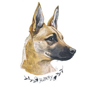 Pu&ograve; includere: Ritratto ad acquerello di un cane con pelo marrone e beige, con orecchie dritte e muso scuro. Il nome del cane, "HARRY", &egrave; scritto in corsivo sotto una ghirlanda floreale. L'opera d'arte &egrave; su sfondo bianco.