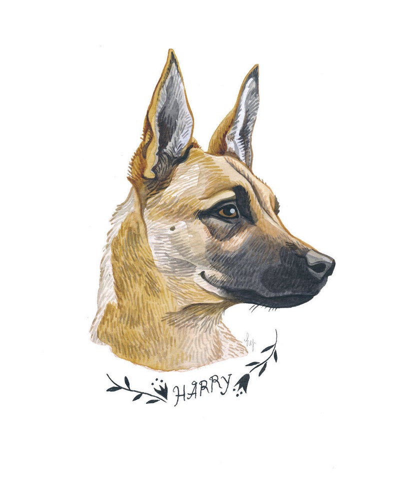 Pu&ograve; includere: Ritratto ad acquerello di un cane con pelo marrone e beige, con orecchie dritte e muso scuro. Il nome del cane, "HARRY", &egrave; scritto in corsivo sotto una ghirlanda floreale. L'opera d'arte &egrave; su sfondo bianco.