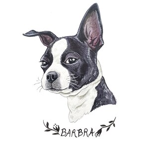Pu&ograve; includere: Ritratto ad acquerello di un cane Boston Terrier con segni bianchi e neri. Il nome del cane, "BARBRA", &egrave; scritto in corsivo sotto il ritratto, incorniciato da un disegno a foglie. L'opera &egrave; ambientata su uno sfondo bianco.