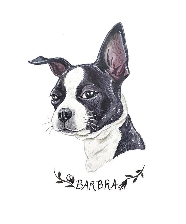 Pu&ograve; includere: Ritratto ad acquerello di un cane Boston Terrier con segni bianchi e neri. Il nome del cane, "BARBRA", &egrave; scritto in corsivo sotto il ritratto, incorniciato da un disegno a foglie. L'opera &egrave; ambientata su uno sfondo bianco.