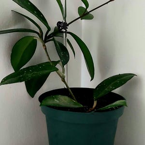 Puede incluir: Una planta verde en maceta con hojas variegadas que crece en una estaca de pl&aacute;stico transparente. La planta est&aacute; en una maceta verde oscuro con una banda decorativa blanca alrededor de la parte inferior.