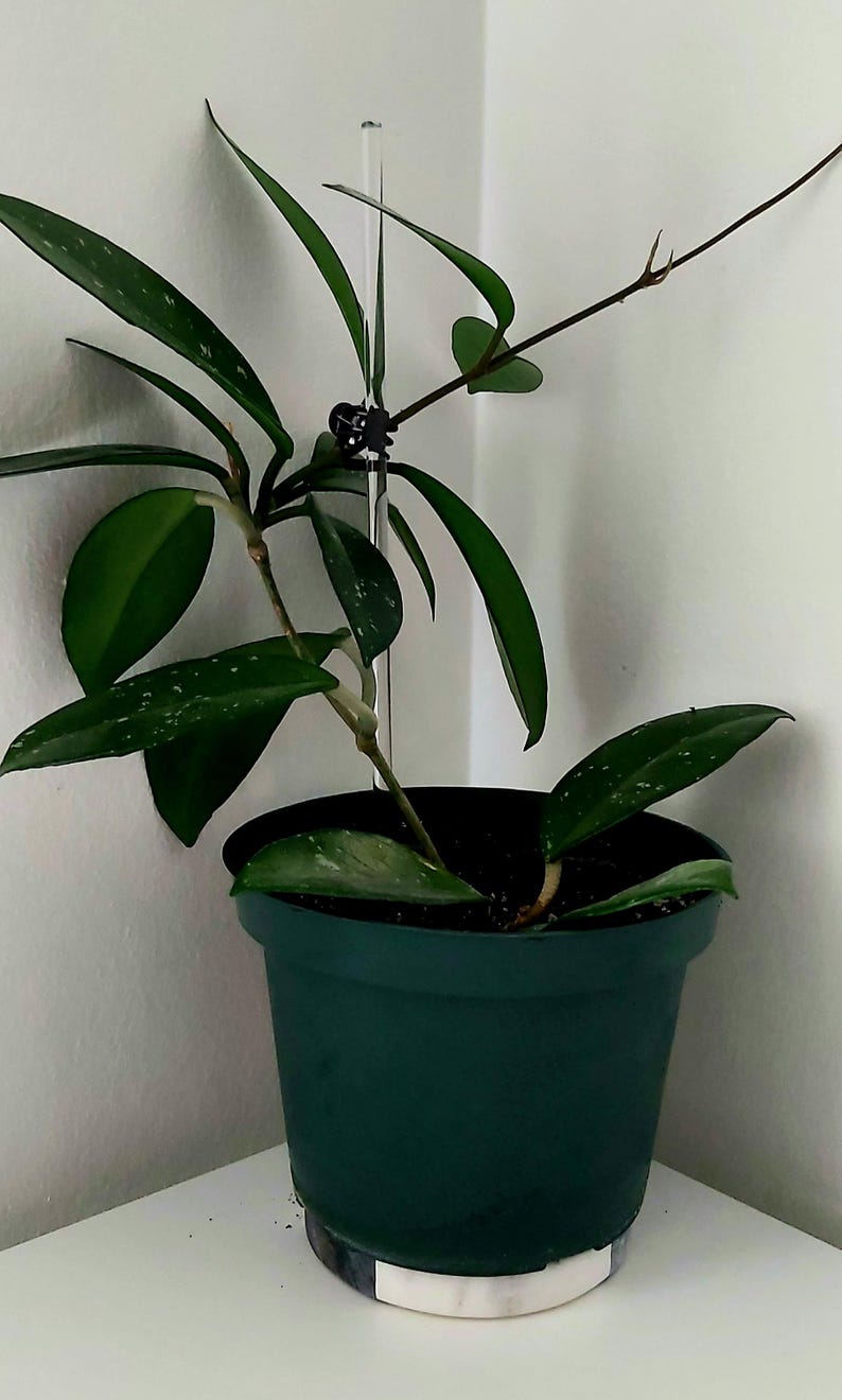 Puede incluir: Una planta verde en maceta con hojas variegadas que crece en una estaca de pl&aacute;stico transparente. La planta est&aacute; en una maceta verde oscuro con una banda decorativa blanca alrededor de la parte inferior.