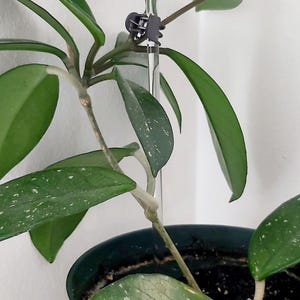 Puede incluir: Una planta verde en maceta con hojas variegadas crece en una estaca de pl&aacute;stico transparente. La planta est&aacute; asegurada a la estaca con un clip de pl&aacute;stico negro.