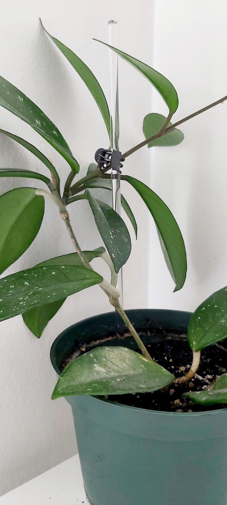 Puede incluir: Una planta verde en maceta con hojas variegadas crece en una estaca de pl&aacute;stico transparente. La planta est&aacute; asegurada a la estaca con un clip de pl&aacute;stico negro.