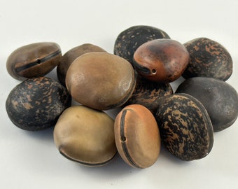 Sea Beans from Kauai Hawaii, Pre-Drilled Beads - Hamburger Sea Bean, Sea Purse, Mucuna, Bull's Eye, Drift Seeds, Ox Eye Seeds - Unpolished