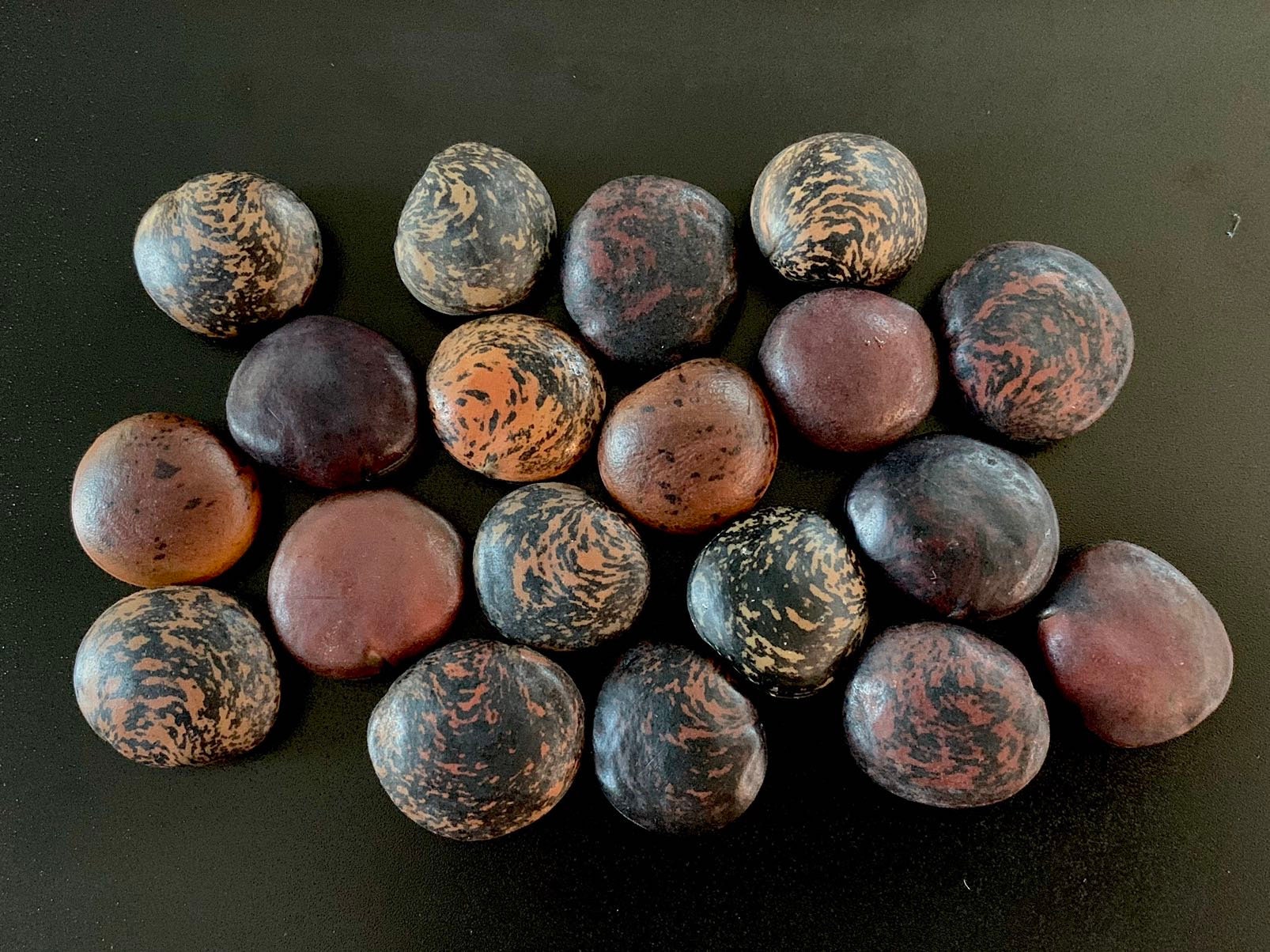 Authentic Mancala Beads, Also Known as Quita Maldicion Seeds, Sea Beans,  Nickerbeans, Nickernuts, Fevernut, Sea Pearls, Mancala Stones 