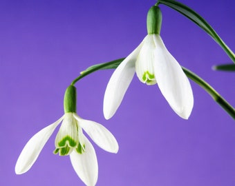 Tarjeta con foto de campanilla de invierno / Heartycards / Tarjeta de campanilla de invierno con amor / Tarjeta única de campanilla de invierno para cumpleaños / Tarjeta con foto de celebración / Tarjeta con flores