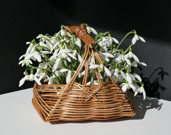 Tarjeta con foto de campanillas de invierno / Heartycards / Tarjeta de amor con campanillas de invierno / Tarjeta única con canasta de campanillas de invierno / Tarjeta de cumpleaños con campanillas de invierno / Tarjeta con campanillas de invierno de primavera